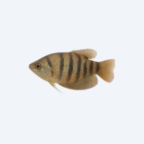 Banded Gourami (Trichogaster fasciata) in a planted freshwater aquarium