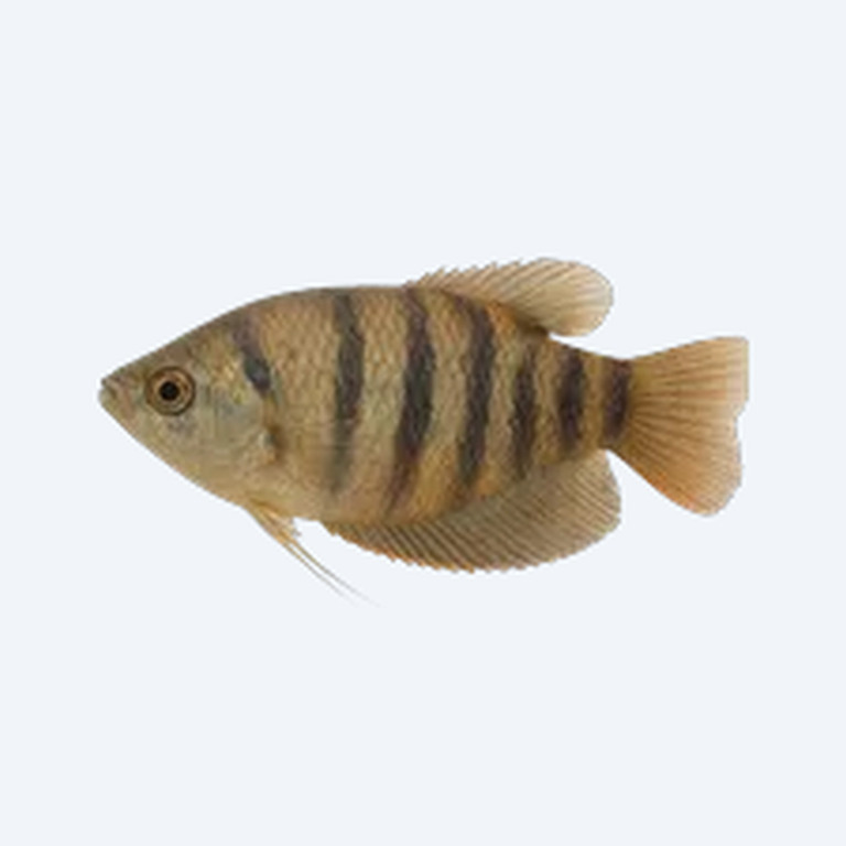 Banded Gourami (Trichogaster fasciata) in a freshwater aquarium
