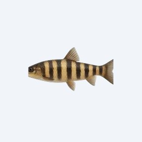 Banded Leporinus (Leporinus fasciatus) in a planted freshwater aquarium