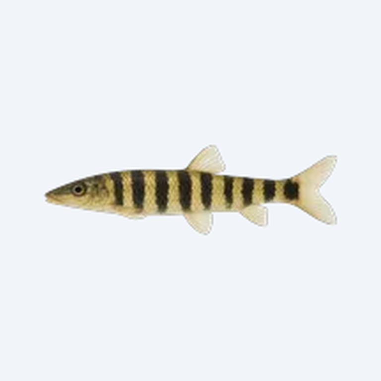 Banded Leporinus (Leporinus fasciatus) in a planted freshwater aquarium