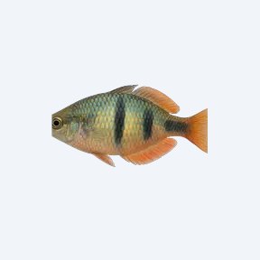 Banded Rainbowfish (Melanotaeniidae sp.) in a planted freshwater aquarium