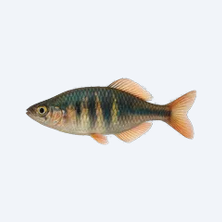 Banded Rainbowfish (Melanotaeniidae sp.) in a freshwater aquarium