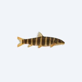 Banded Tiger Loach (Cobitoidea sp.) in a planted freshwater aquarium