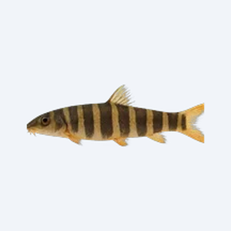 Banded Tiger Loach (Cobitoidea sp.) in a freshwater aquarium