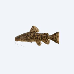 Banjo Catfish (Siluriformes sp.) in a planted freshwater aquarium