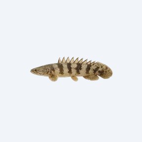 Barred Bichir (Polypterus delhezi) in a planted freshwater aquarium