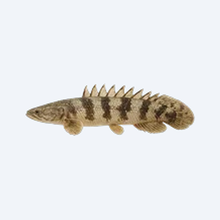 Barred Bichir (Polypterus delhezi) in a planted freshwater aquarium