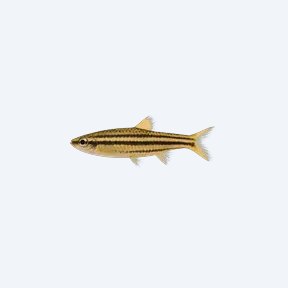 Barred Pencilfish (Nannostomus sp.) in a planted freshwater aquarium