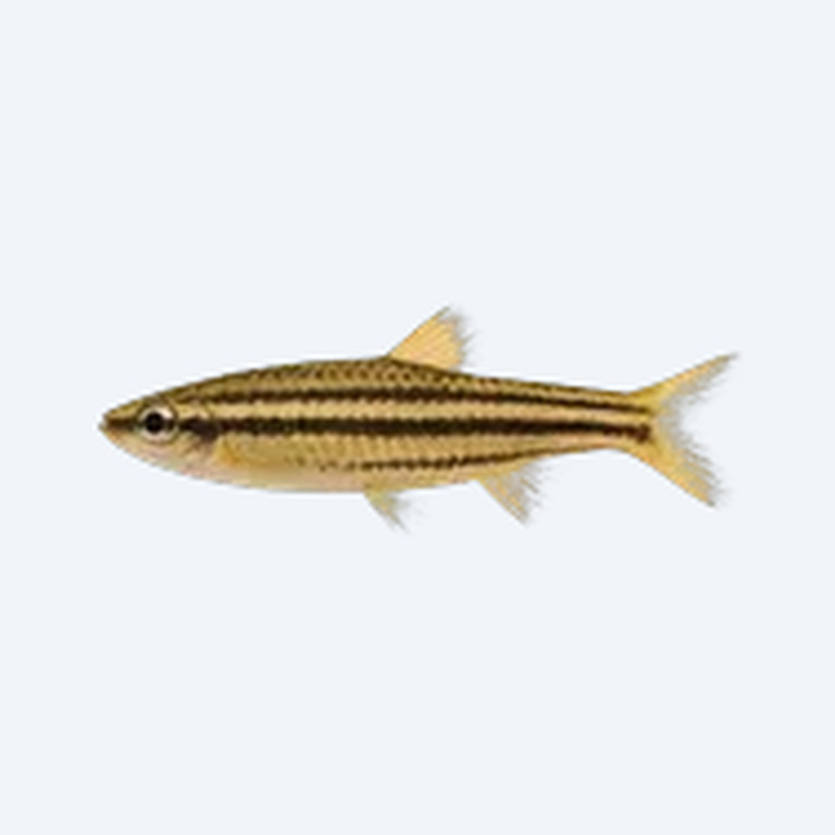 Barred Pencilfish (Nannostomus sp.) in a planted freshwater aquarium