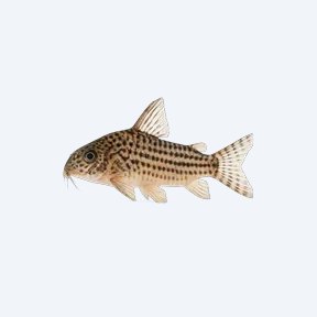 Barred-tail Cory (Corydoras sp.) in a planted freshwater aquarium