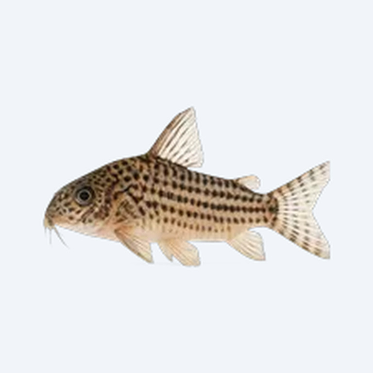 Barred-tail Cory (Corydoras sp.) in a freshwater aquarium