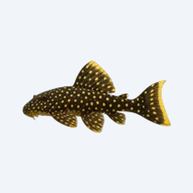 Baryancistrus xanthellus (L018) (Baryancistrus xanthellus) in a freshwater aquarium