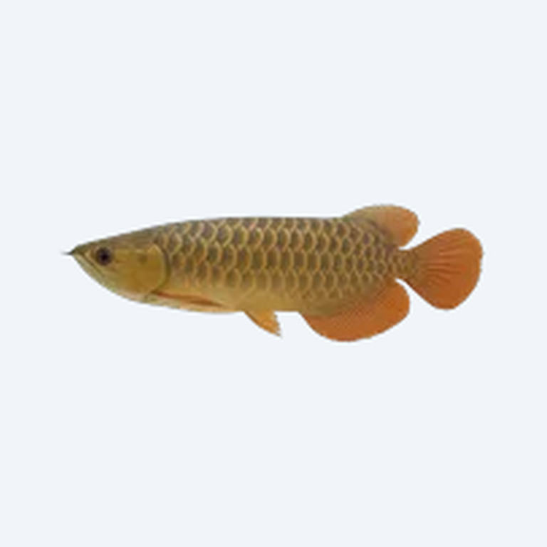 Batik Arowana (Scleropages formosus) in a freshwater aquarium