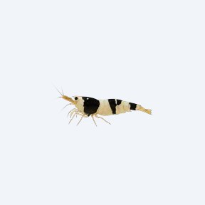 Bee Shrimp (Caridina cantonensis) in a planted freshwater aquarium