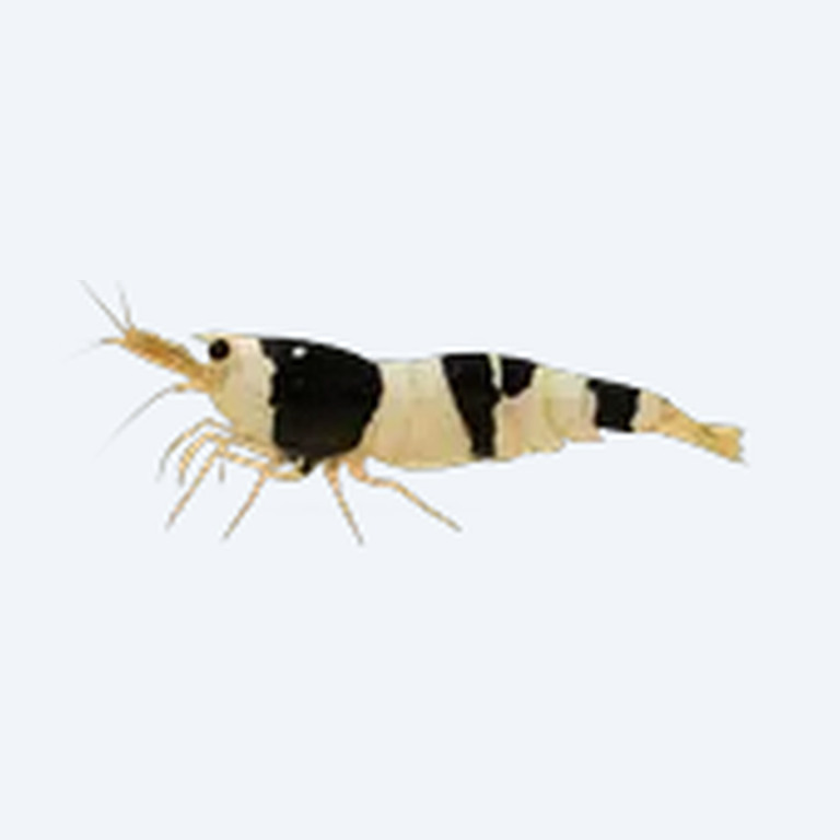 Bee Shrimp (Caridina cantonensis) in a freshwater aquarium