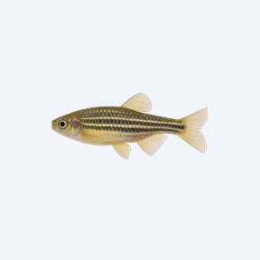 Bengal Danio (Danio sp.) in a planted freshwater aquarium