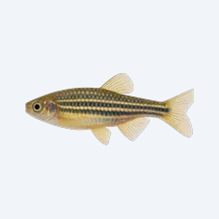 Bengal Danio (Danio sp.) in a freshwater aquarium