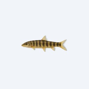 Bengal Loach (Cobitoidea sp.) in a planted freshwater aquarium