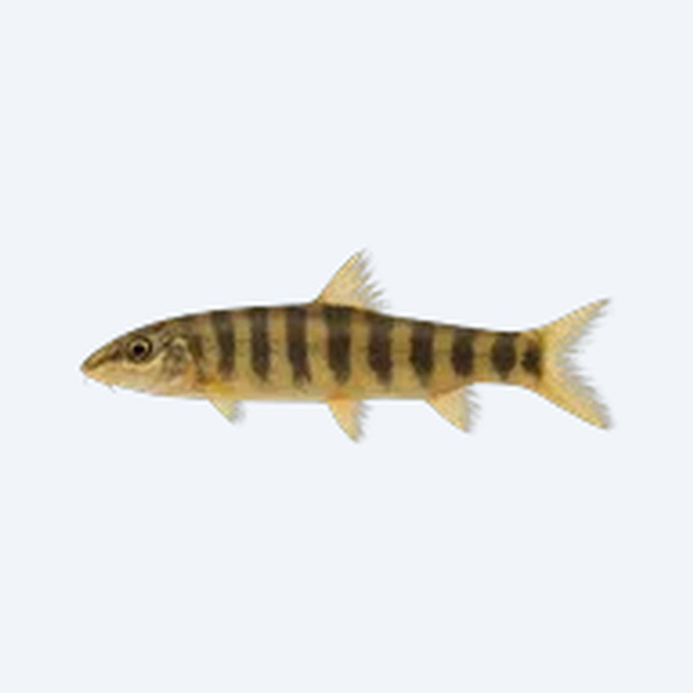 Bengal Loach (Cobitoidea sp.) in a freshwater aquarium
