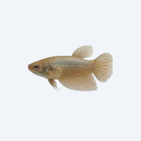 Betta (Female) (Betta splendens) in a planted freshwater aquarium