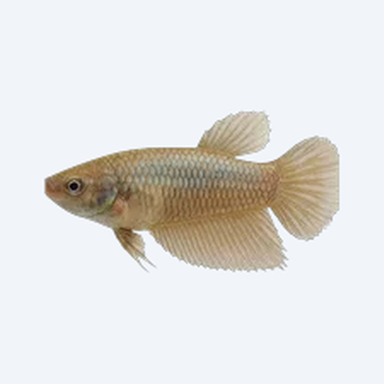 Betta (Female) (Betta splendens) in a freshwater aquarium