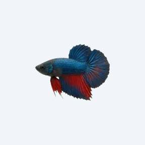 Betta (Male) (Betta splendens) in a planted freshwater aquarium