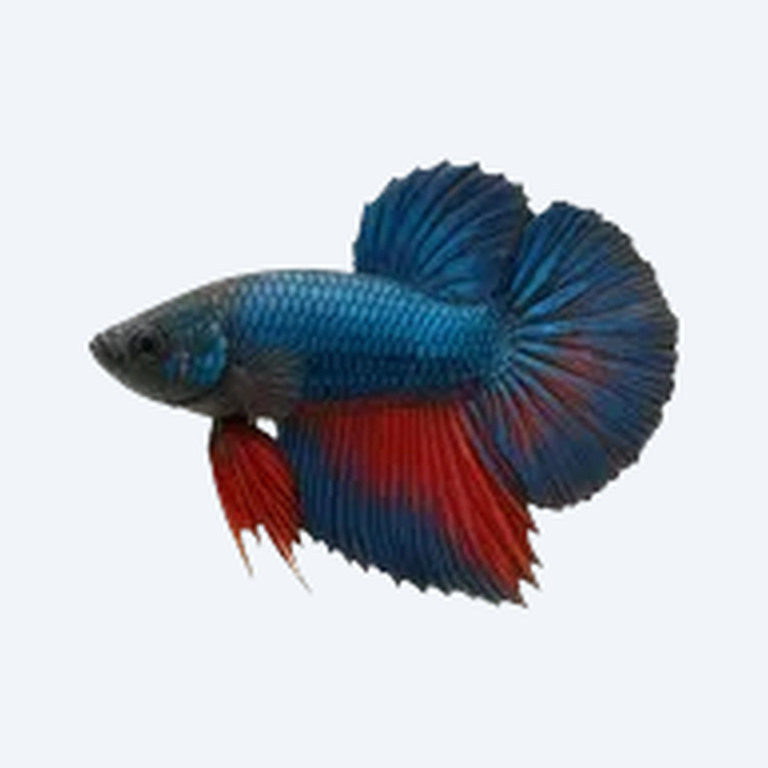 Betta (Male) (Betta splendens) in a planted freshwater aquarium