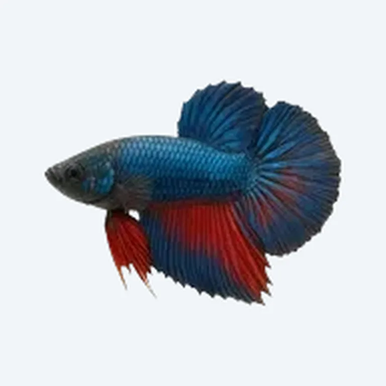 Betta Fish in aquarium