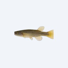 Bivittatum Killifish (Aphyosemion bivittatum) in a planted freshwater aquarium