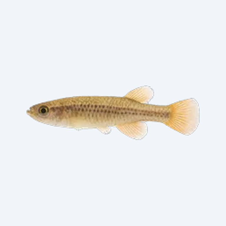 Bivittatum Killifish (Aphyosemion bivittatum) in a freshwater aquarium