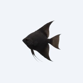 Black Angelfish (Pterophyllum scalare) in a planted freshwater aquarium