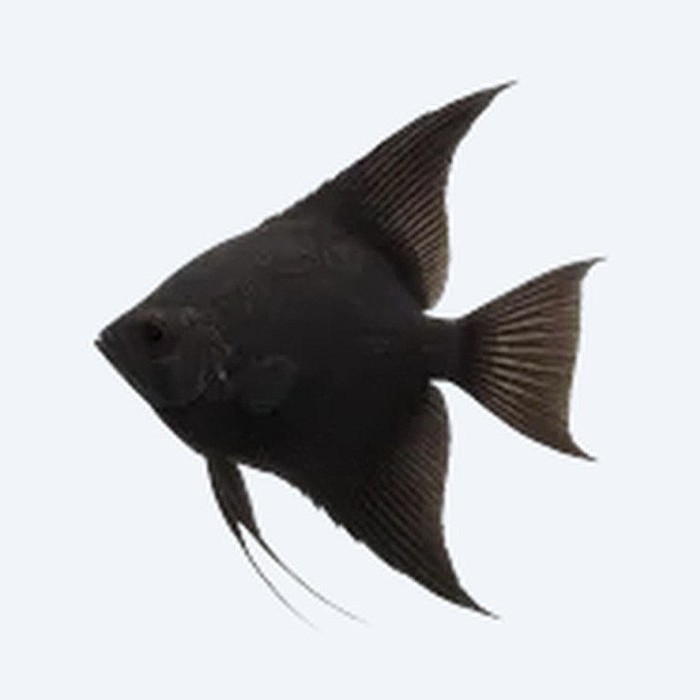 Black Angelfish (Pterophyllum scalare) in a planted freshwater aquarium