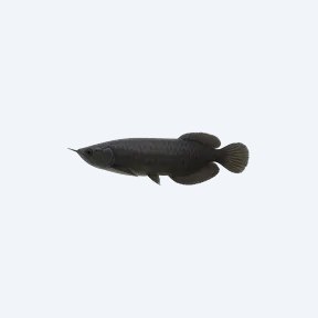 Black Arowana (Osteoglossum ferreirai) in a planted freshwater aquarium