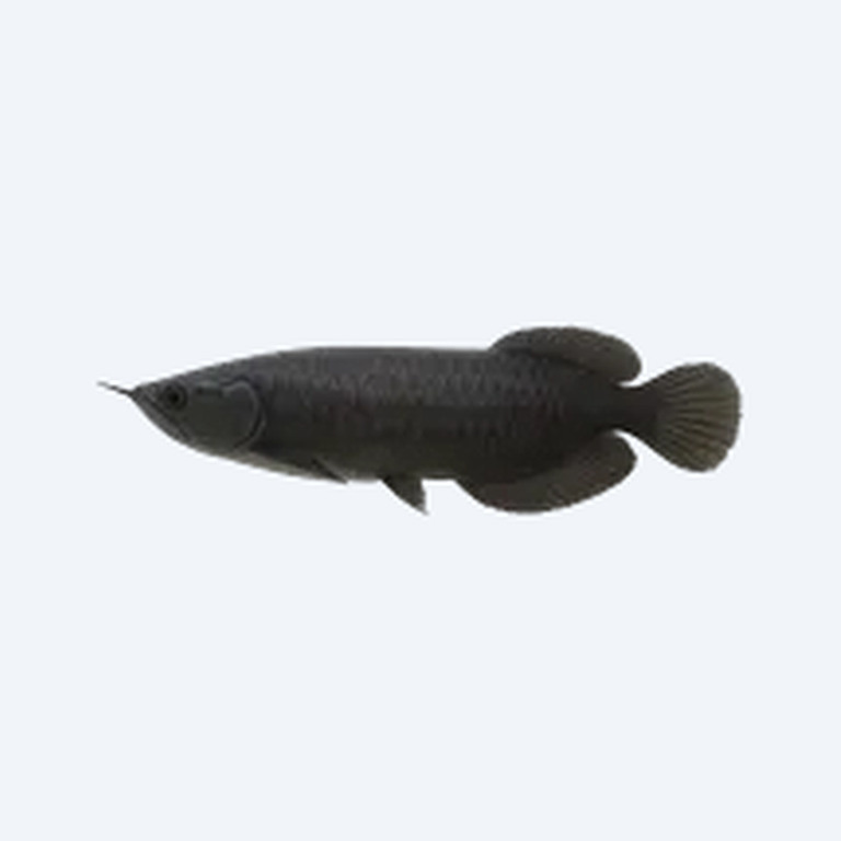 Black Arowana (Osteoglossum ferreirai) in a freshwater aquarium