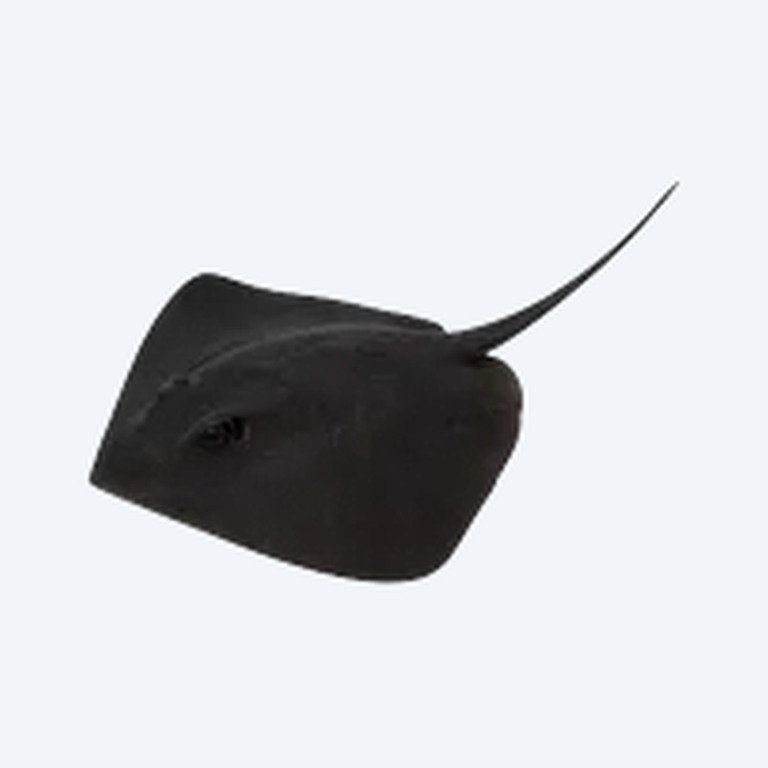 Black Devil Stingray (Potamotrygon henlei) in a freshwater aquarium