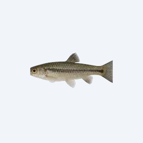 Black-finned Goodea (Goodea atripinnis) in a planted freshwater aquarium