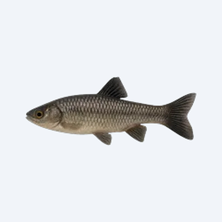 Black-finned Goodea (Goodea atripinnis) in a planted freshwater aquarium