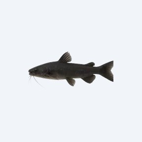 Black Lancer Catfish (Siluriformes sp.) in a planted freshwater aquarium