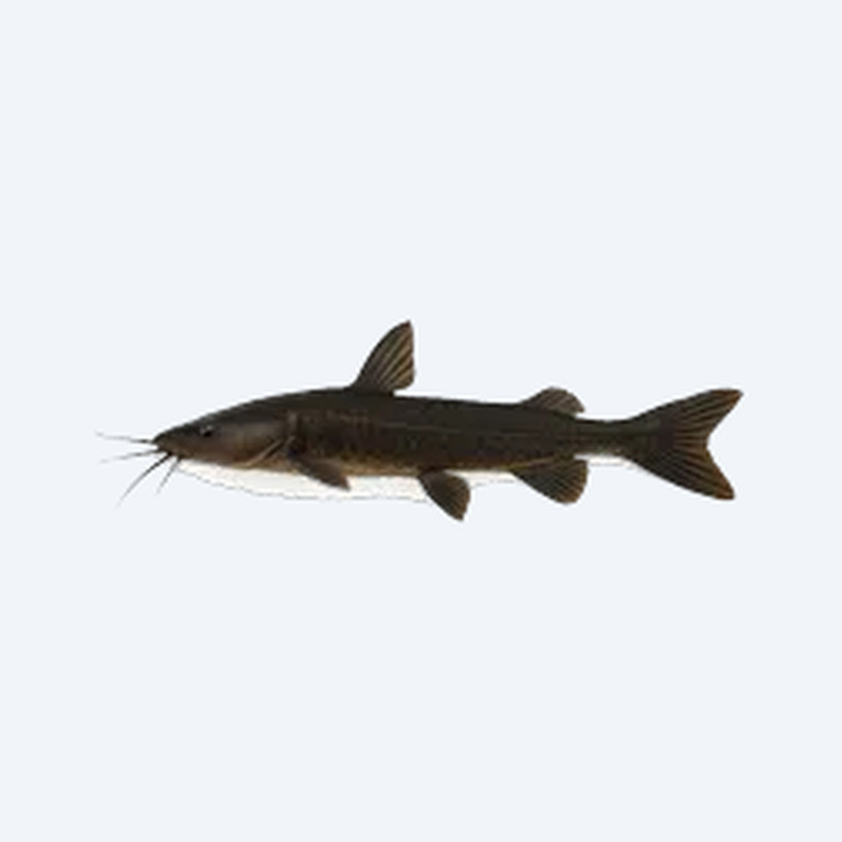 Black Lancer Catfish (Siluriformes sp.) in a freshwater aquarium