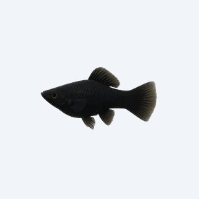 Black Molly (Poecilia sphenops) in a planted freshwater aquarium