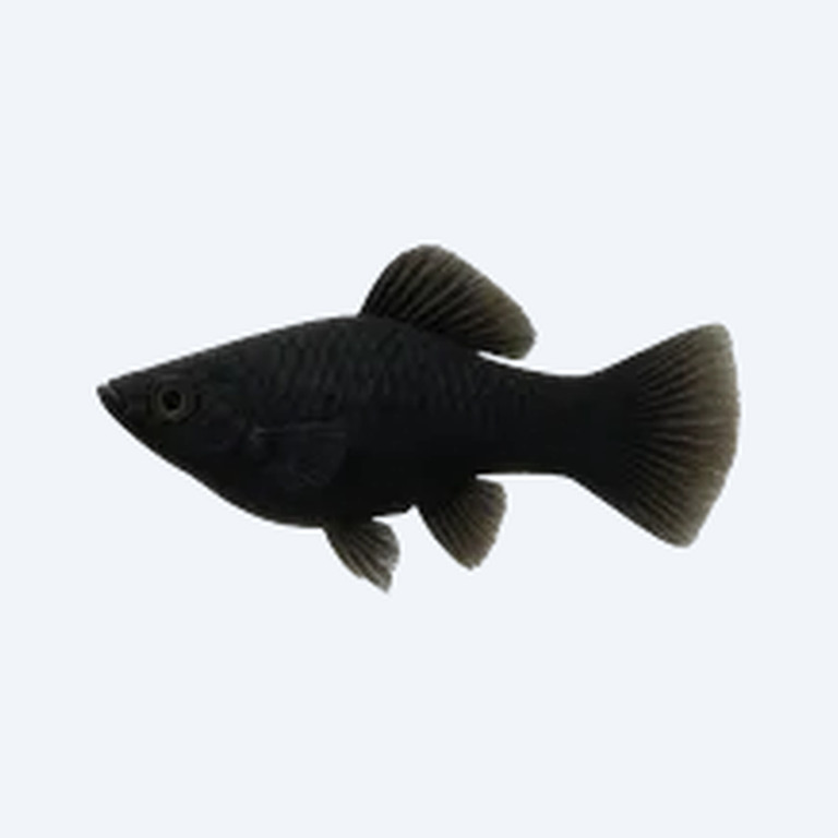 Black Molly (Poecilia sphenops) in a freshwater aquarium
