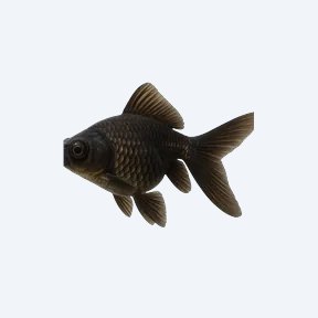 Black Moor (fancy) (Carassius auratus) in a planted freshwater aquarium