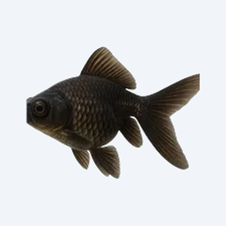 Black Moor (fancy) (Carassius auratus) in a planted freshwater aquarium