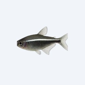 Black Neon Tetra (Hyphessobrycon herbertaxelrodi) in a planted freshwater aquarium