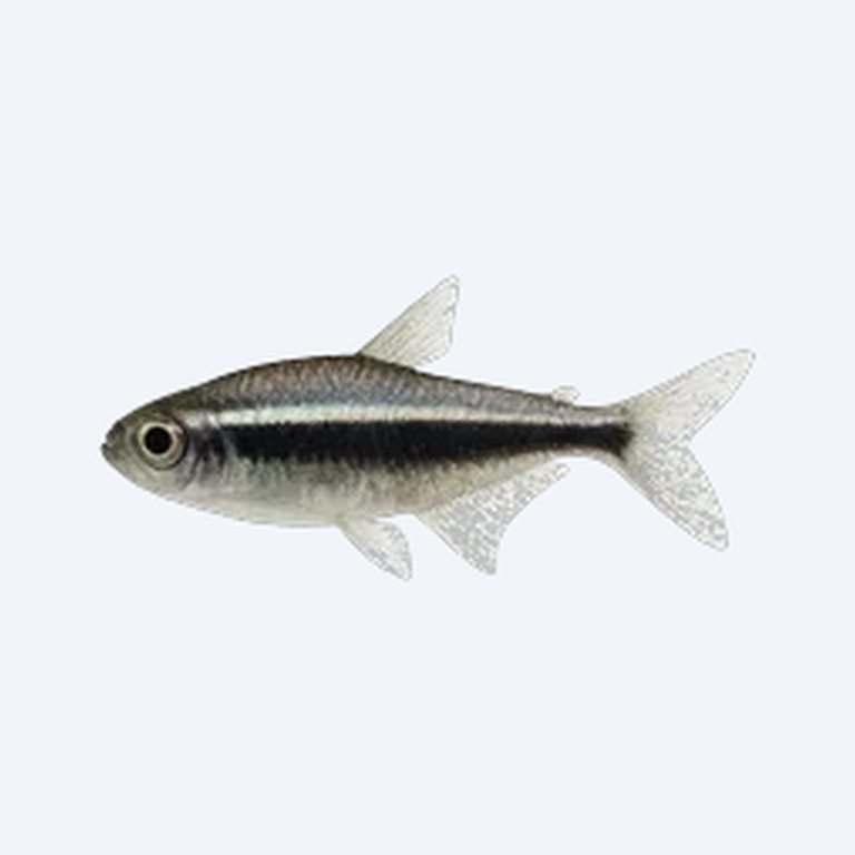 Black Neon Tetra (Hyphessobrycon herbertaxelrodi) in a planted freshwater aquarium