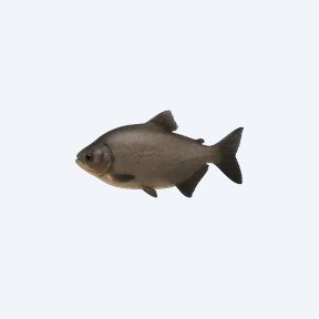 Black Pacu (Colossoma macropomum) in a planted freshwater aquarium