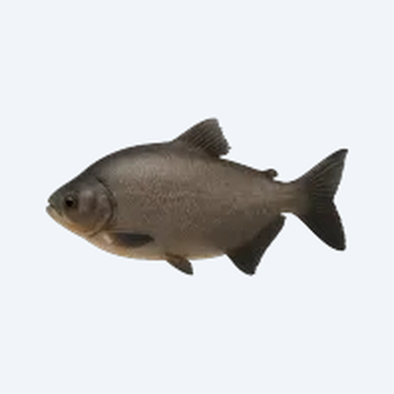 Black Pacu (Colossoma macropomum) in a planted freshwater aquarium