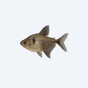 Black Phantom Tetra (Characidae sp.) in a planted freshwater aquarium