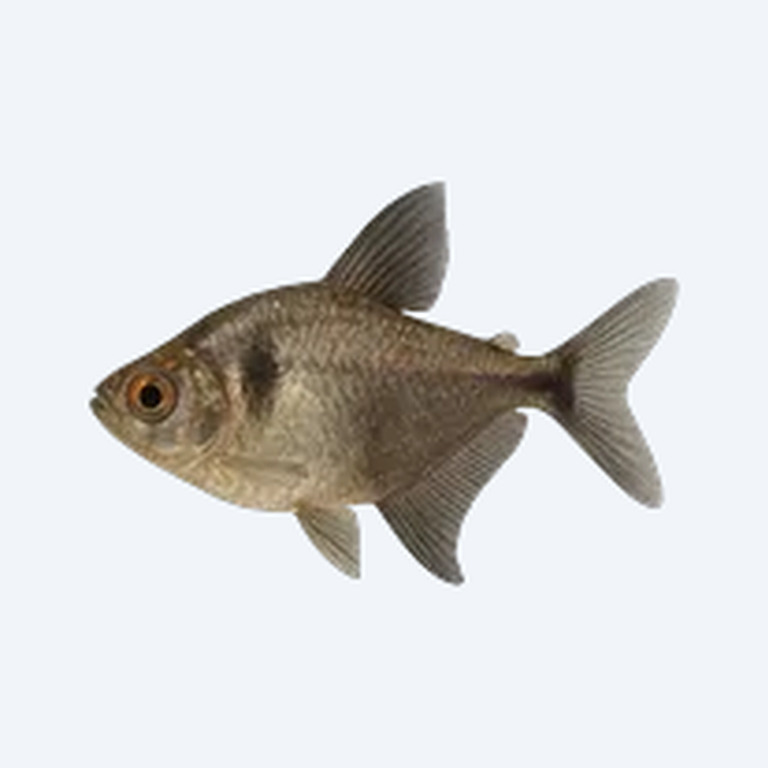 Black Phantom Tetra (Characidae sp.) in a freshwater aquarium