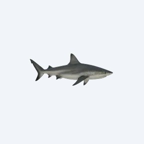 Black Shark (Labeo chrysophekadion) in a planted freshwater aquarium